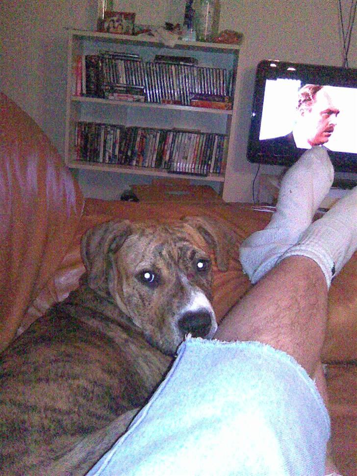 Blanding af racer Laika billede 8