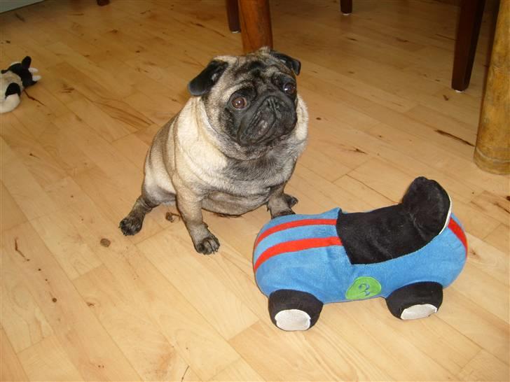 Mops *~Møffe~* billede 10