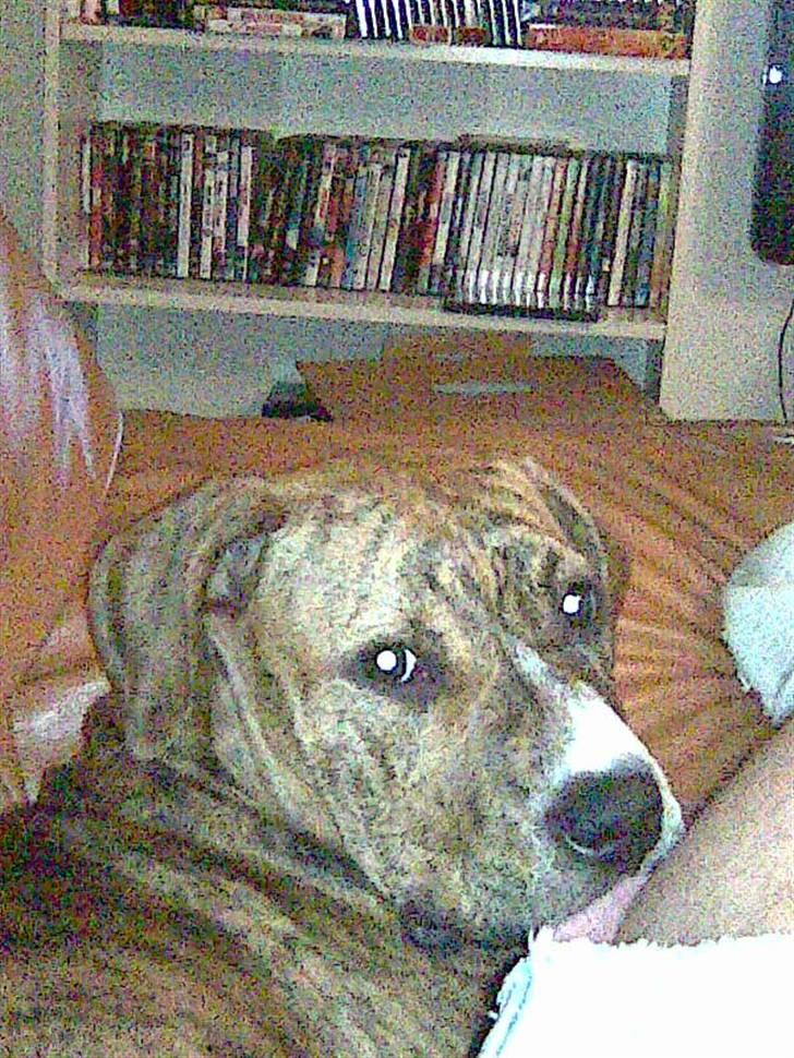 Blanding af racer Laika billede 9