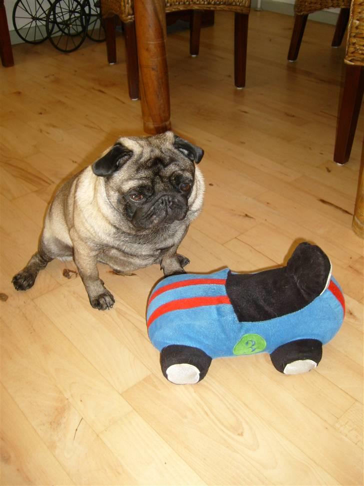 Mops *~Møffe~* billede 11