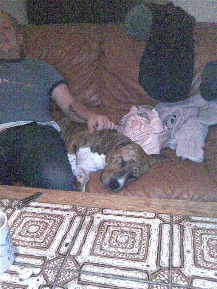 Blanding af racer Laika billede 10