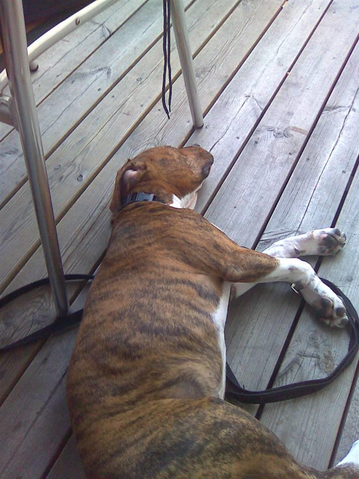 Blanding af racer Laika billede 11