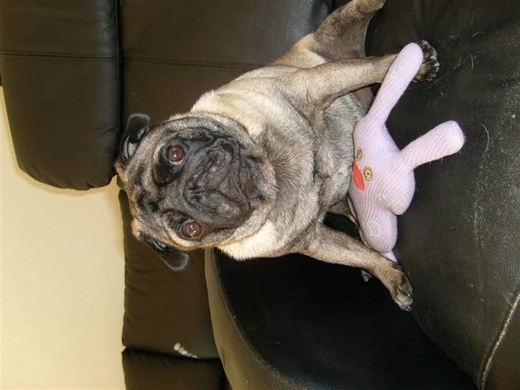 Mops *~Møffe~* billede 12