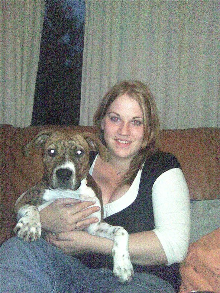 Blanding af racer Laika billede 13