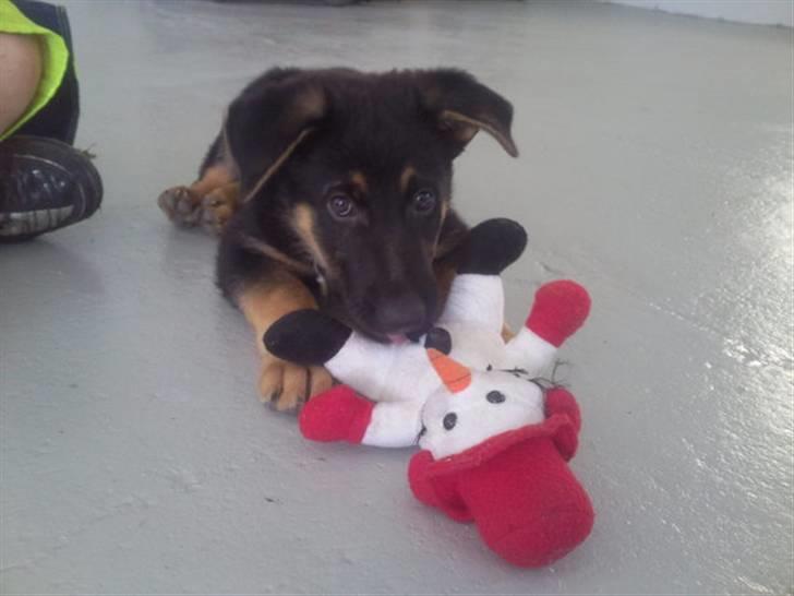 Schæferhund Jackson ** Himmelhund** - Hey og velkommen tilmin profil.. Her på billedet er jeg med en tur på værkstedet, og li fået ny bamse :) billede 1