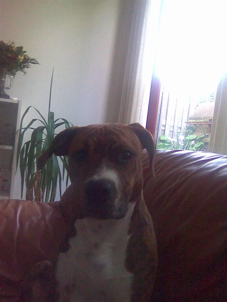 Blanding af racer Laika billede 14