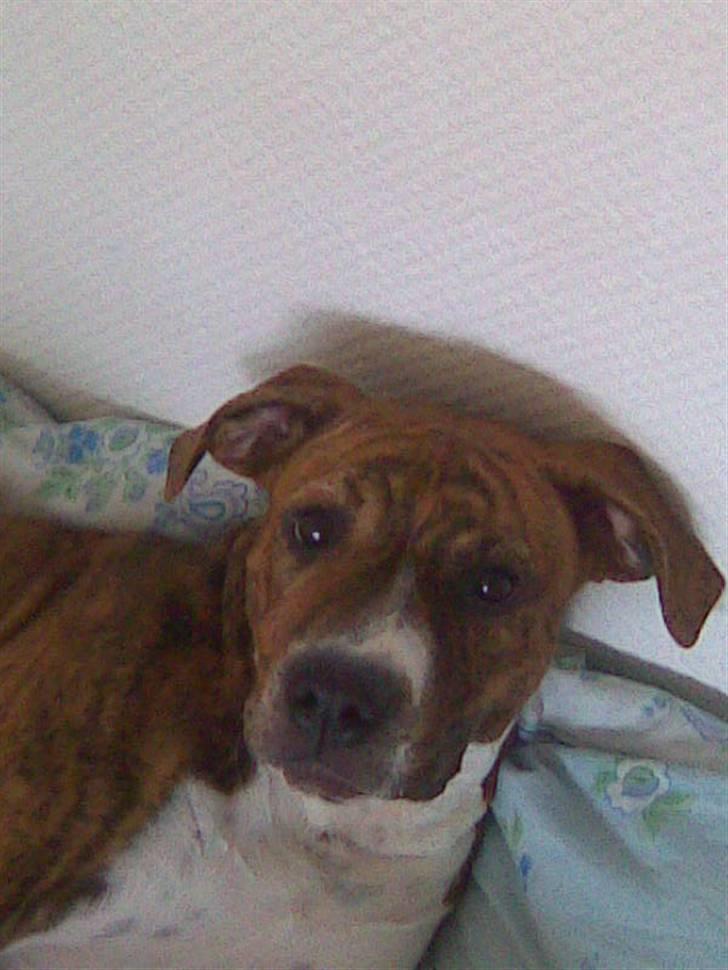 Blanding af racer Laika - jeg slapper lige af :) billede 15