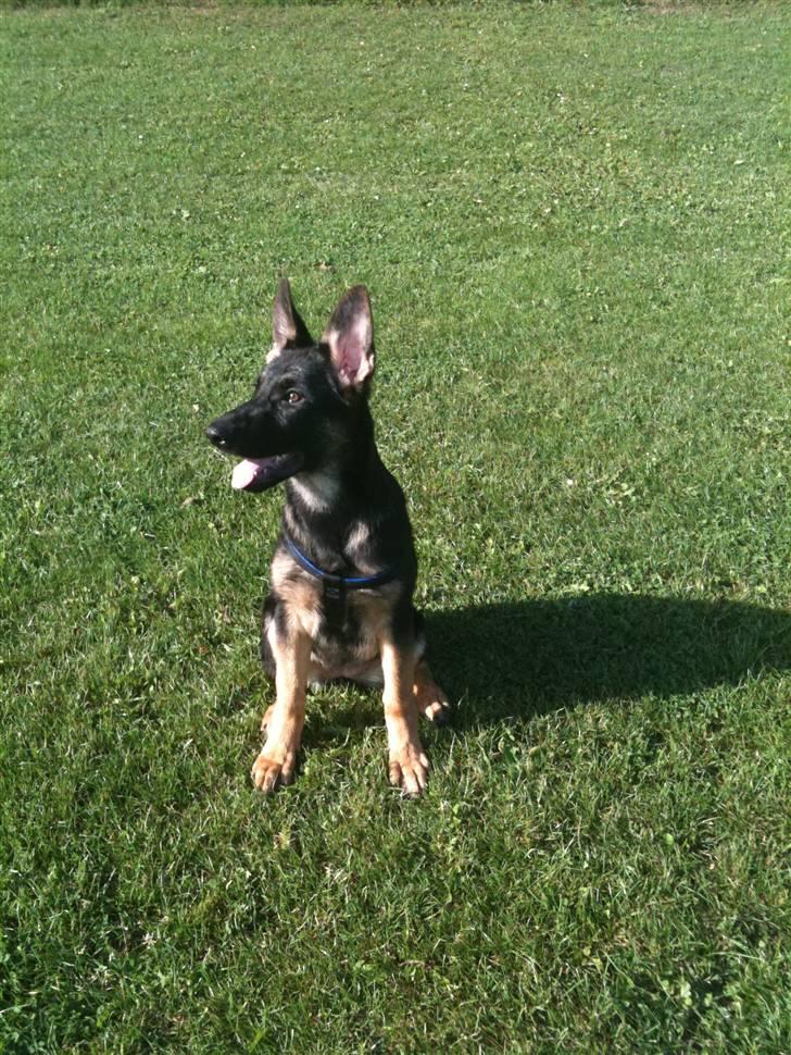 Schæferhund Keera billede 9