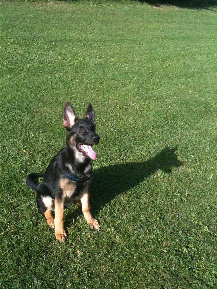 Schæferhund Keera billede 10