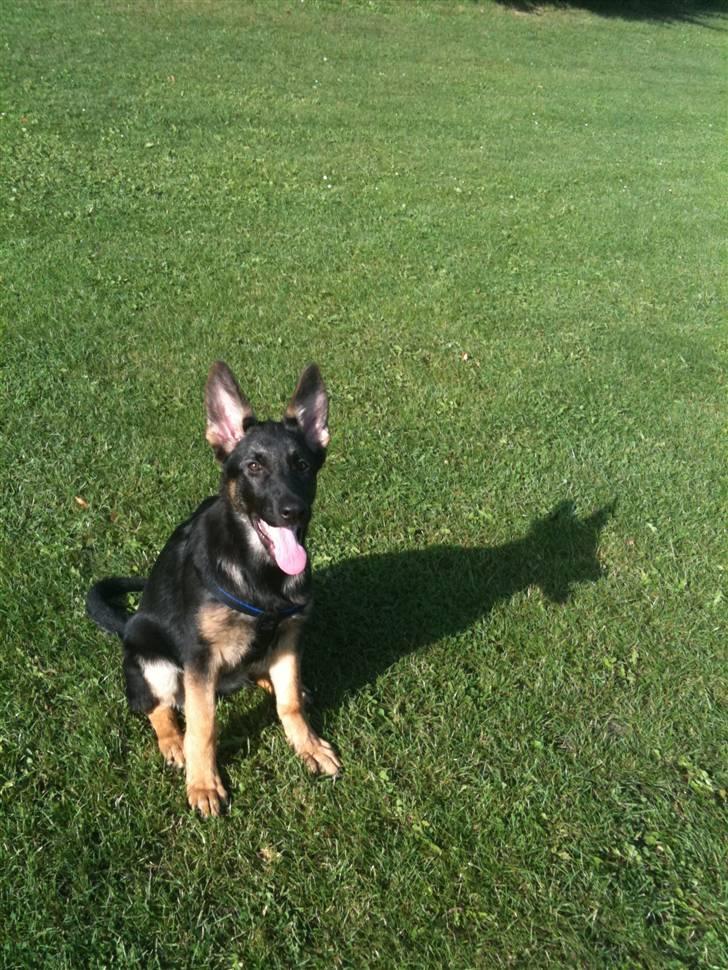 Schæferhund Keera billede 11