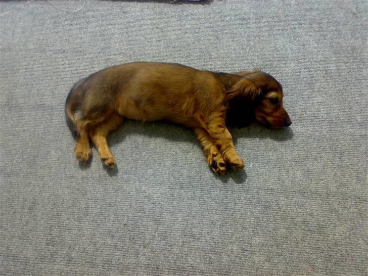 Miniature gravhund sussi billede 4