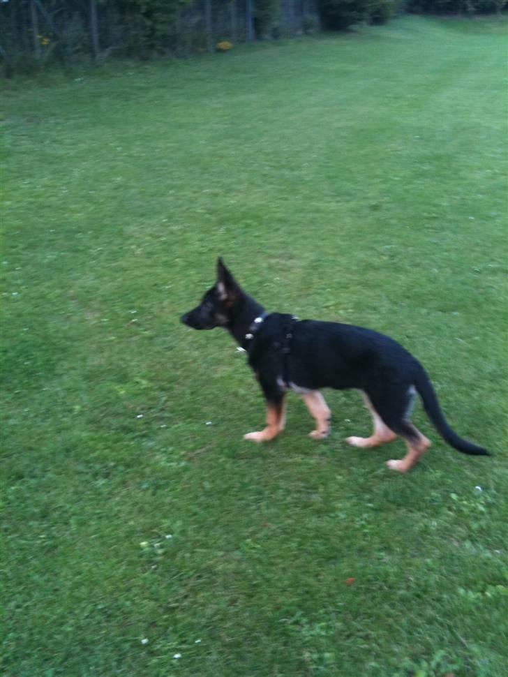 Schæferhund Keera billede 12