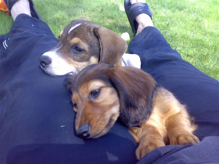 Miniature gravhund sussi billede 5