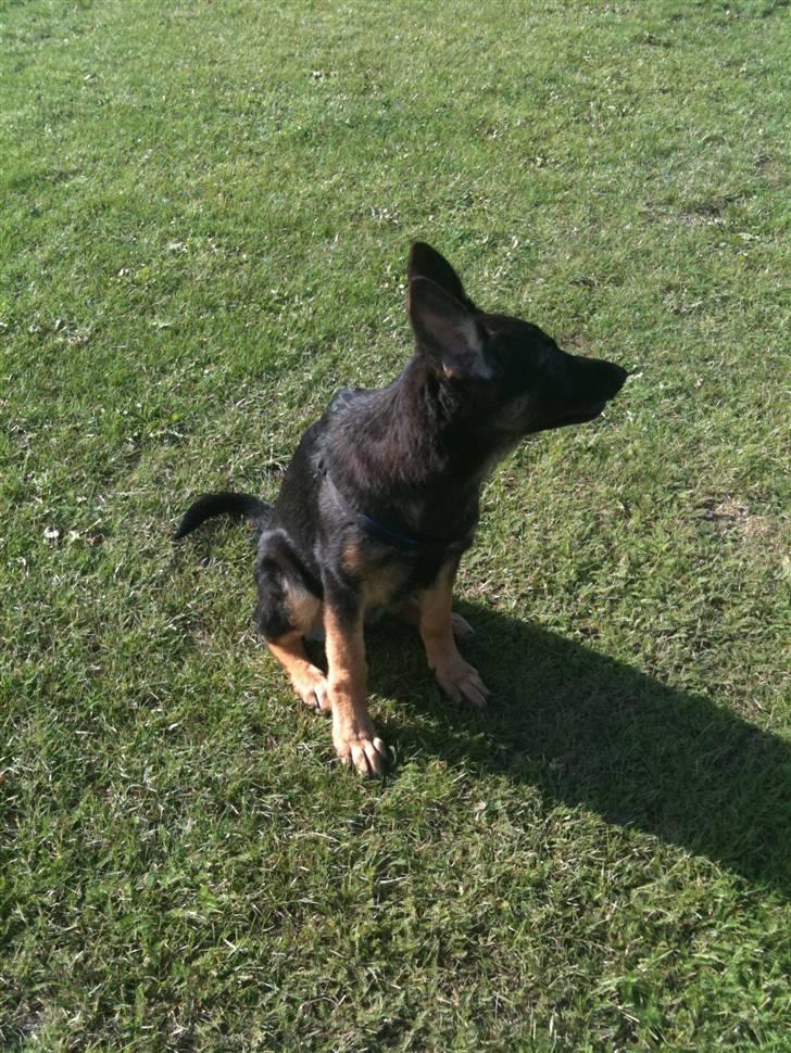 Schæferhund Keera billede 13