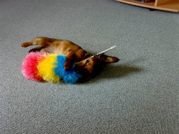 Miniature gravhund sussi billede 6