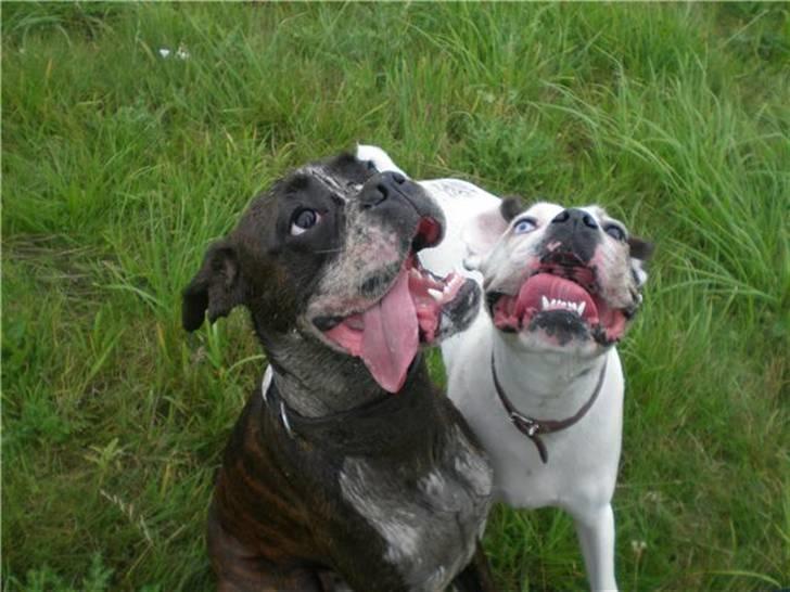 Boxer Aslan billede 16