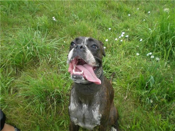 Boxer Aslan - lidt beskidt billede 17