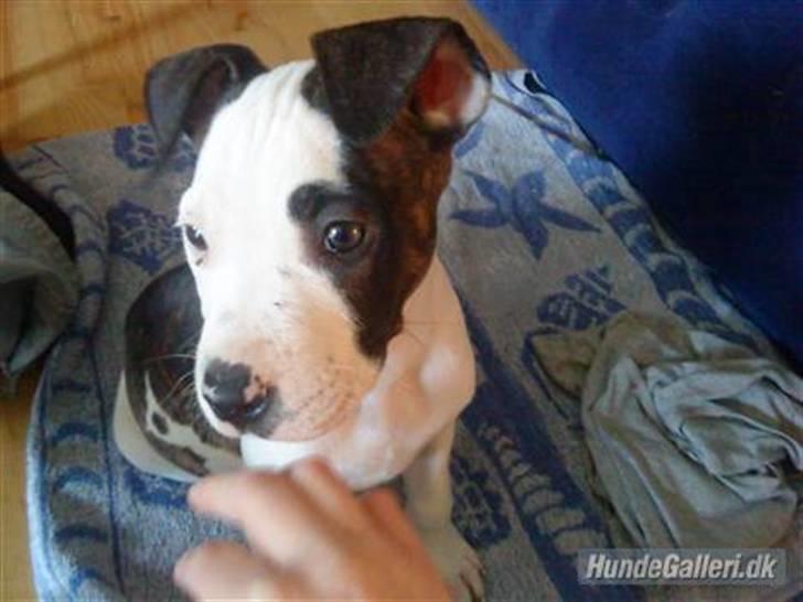 Blanding af racer Luka billede 18