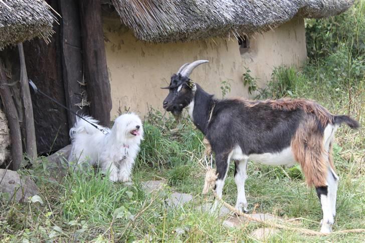 Coton de tulear Silke - #17 Ja silke med en ny ven, Geden - på lejre og forsøgs center Foto : Mig billede 17
