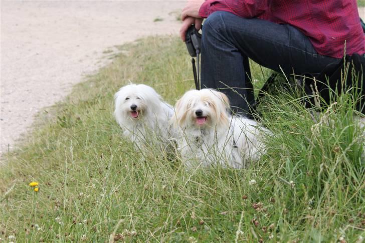 Coton de tulear Silke - #18 Silke & Charlie ude og udforske de nye lugte på Lejre og forsøgs center Foto : Mig billede 18