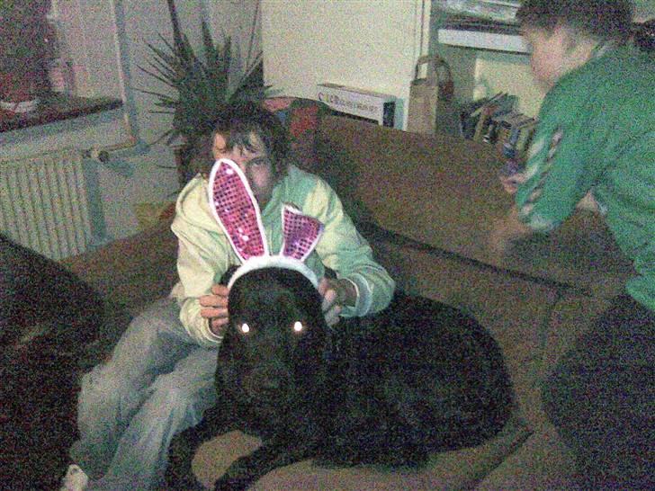 Blanding af racer bamsr - se er jeg ikke sød billede 3