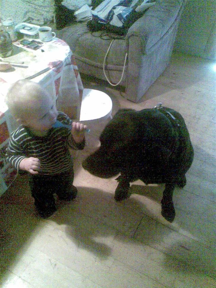 Blanding af racer bamsr - her visr jeg hvor sød jeg er over for børn  billede 4