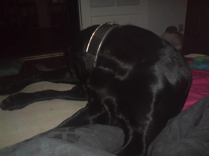 Blanding af racer bamsr - øv der er lige noget der biderr  billede 5