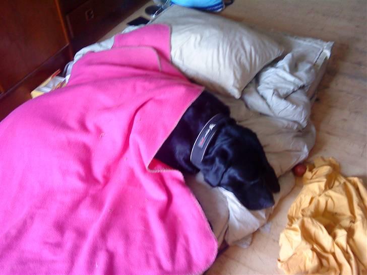 Blanding af racer bamsr - så blev jeg træt er lidt syg men et tæppe er dejligt billede 6