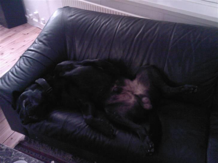 Blanding af racer bamsr - se maqn skal da læge godt billede 9