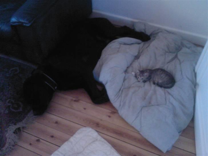 Blanding af racer bamsr - ja jeg er en god modig hund se nu den lille kat den skqal da lægge blødt så tager jeg gulvet billede 10