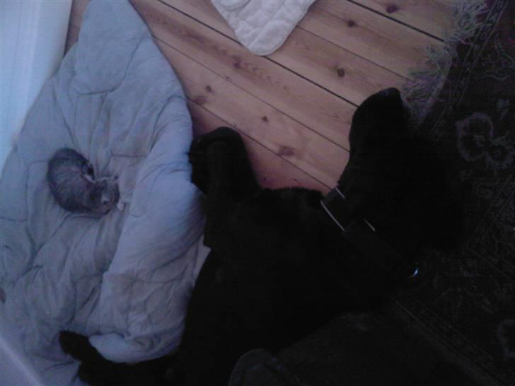 Blanding af racer bamsr - lige et mere med den lille mis og jeg billede 11