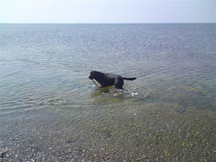 Blanding af racer bamsr - jeg elsker vand  billede 12