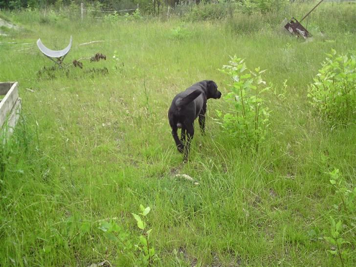 Blanding af racer bamsr - se det er mit konge rige  billede 13