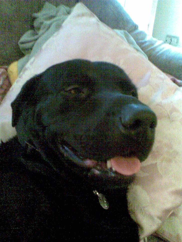 Blanding af racer bamsr - rå hygge  billede 14