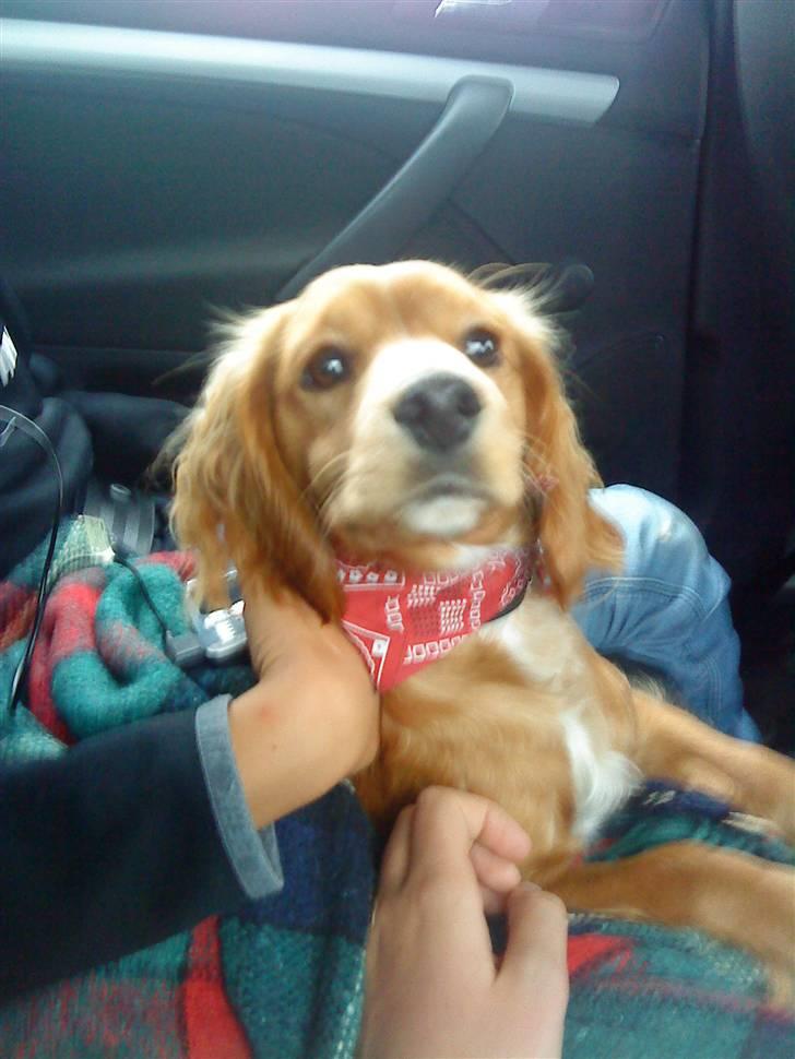 Blanding af racer Malou - Mig i bilen:) billede 1