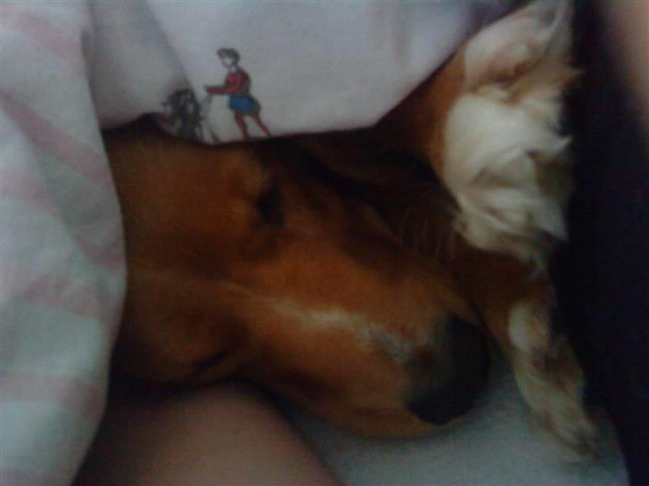 Blanding af racer Malou - Mig og trines sover:) billede 2