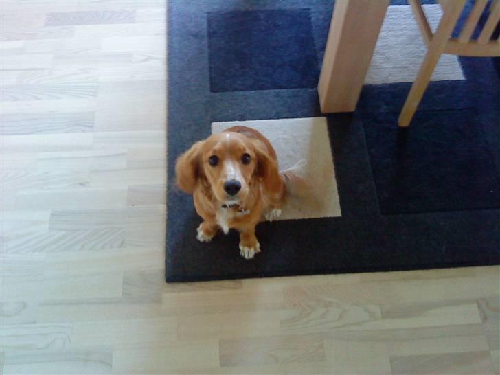 Blanding af racer Malou - Første billede med trines nye telefon:) billede 3