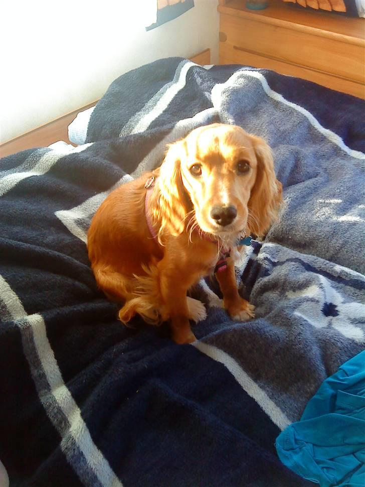 Blanding af racer Malou - På camping:) billede 4