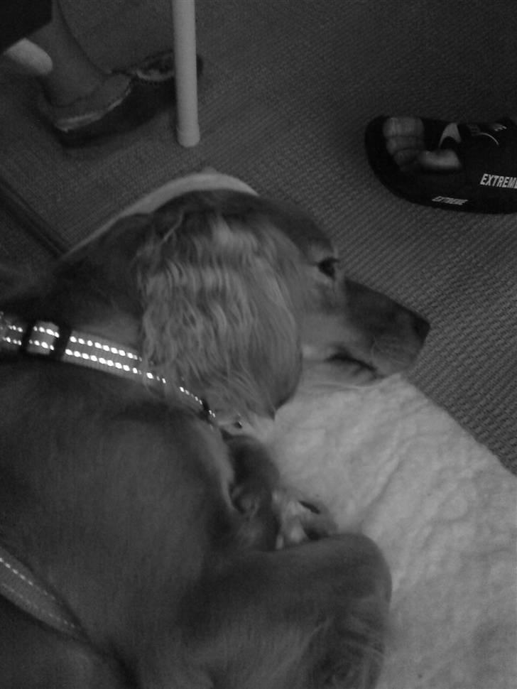 Blanding af racer Malou - På camping:) billede 5