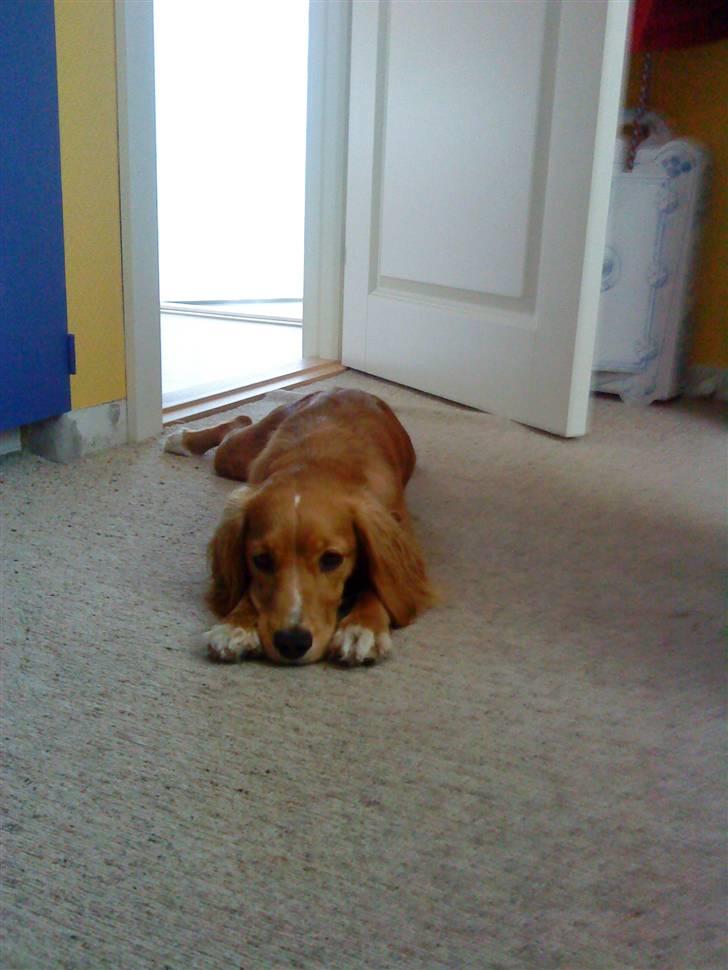 Blanding af racer Malou - Sover på trines værelse:) billede 6