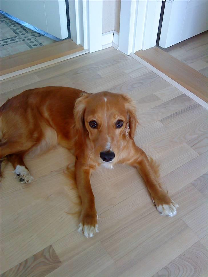 Blanding af racer Malou - Ligger i stuen:) billede 7