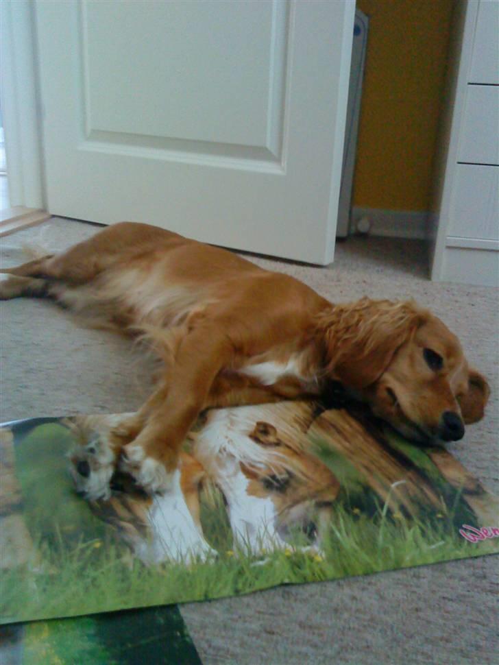 Blanding af racer Malou - Sover på trines værelse:) billede 8