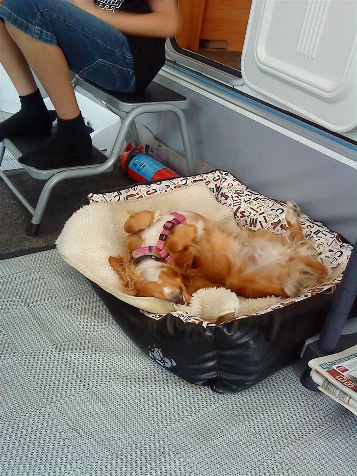 Blanding af racer Malou - Det klør!:) billede 9