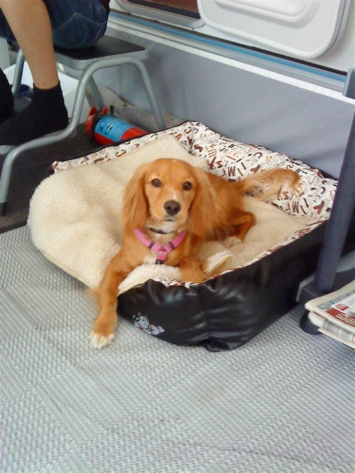 Blanding af racer Malou - Mig på camping:) billede 10