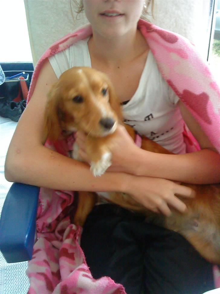 Blanding af racer Malou - Mig og Trine:) billede 11