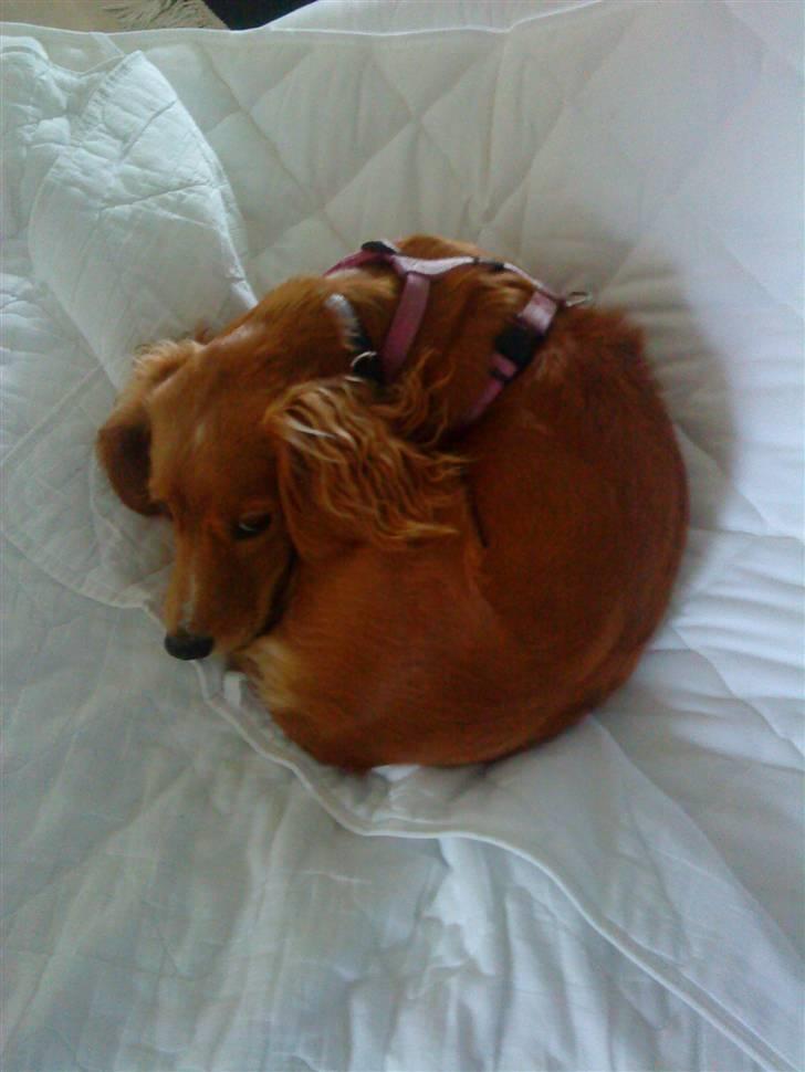 Blanding af racer Malou billede 12