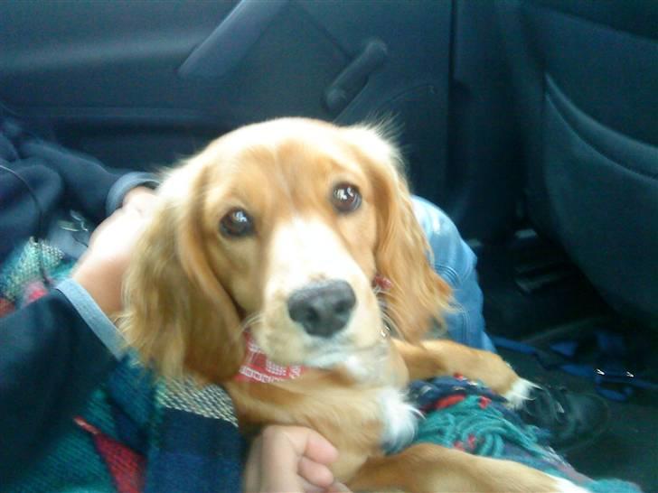 Blanding af racer Malou - Mig i bilen:) billede 13