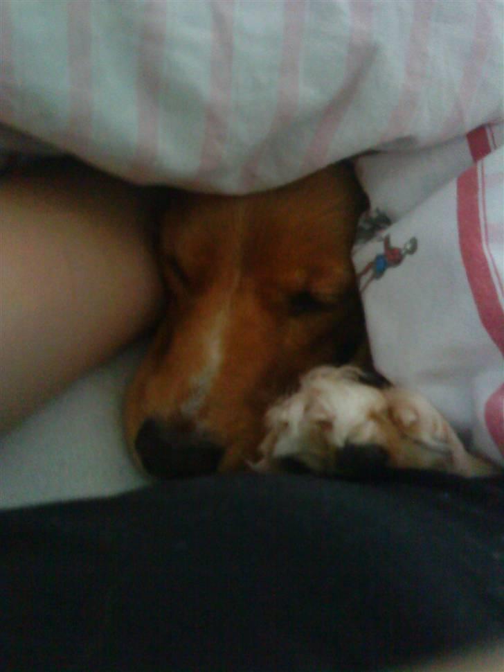 Blanding af racer Malou - Mig og Trine sover:) billede 14