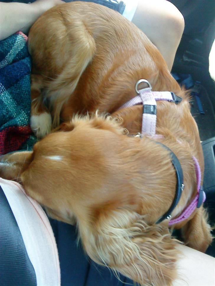 Blanding af racer Malou - Mig i bilen:) billede 15