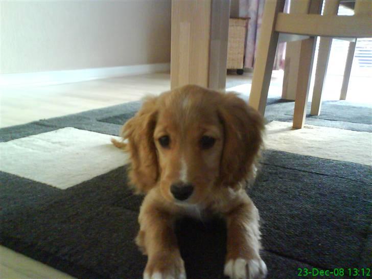 Blanding af racer Malou - Mig som hvalp:) billede 16